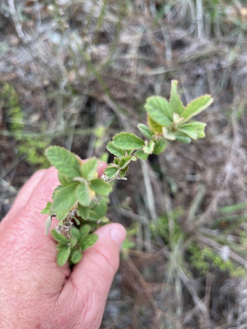 Soda acutifolia