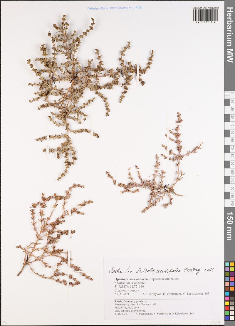 Soda acutifolia photo 3