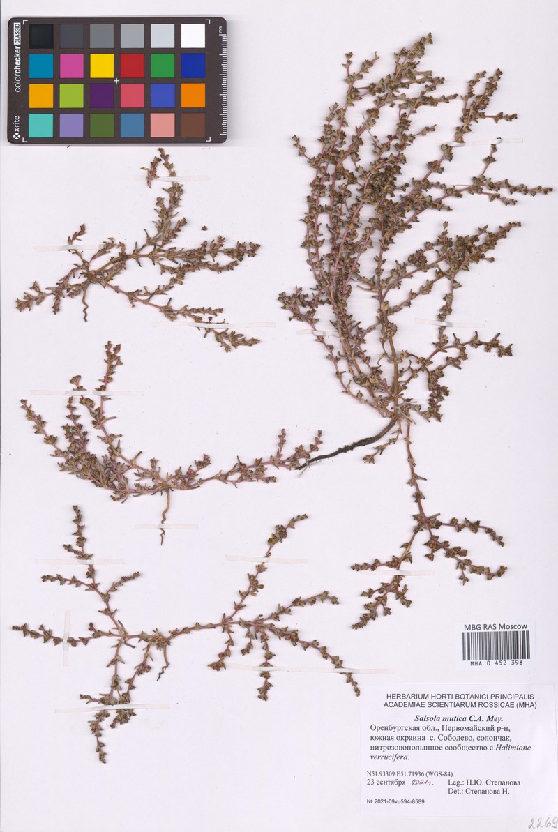 Soda acutifolia photo 4