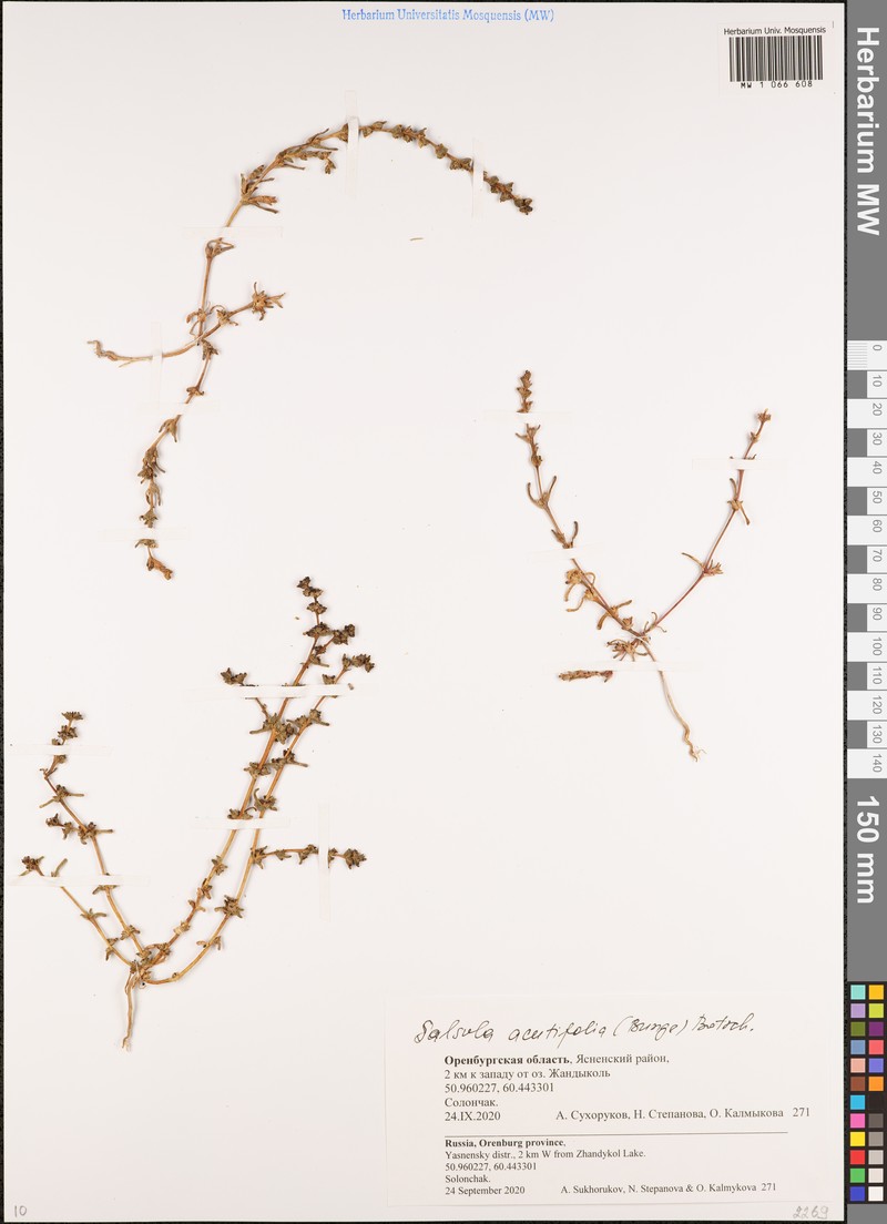 Soda acutifolia photo 5