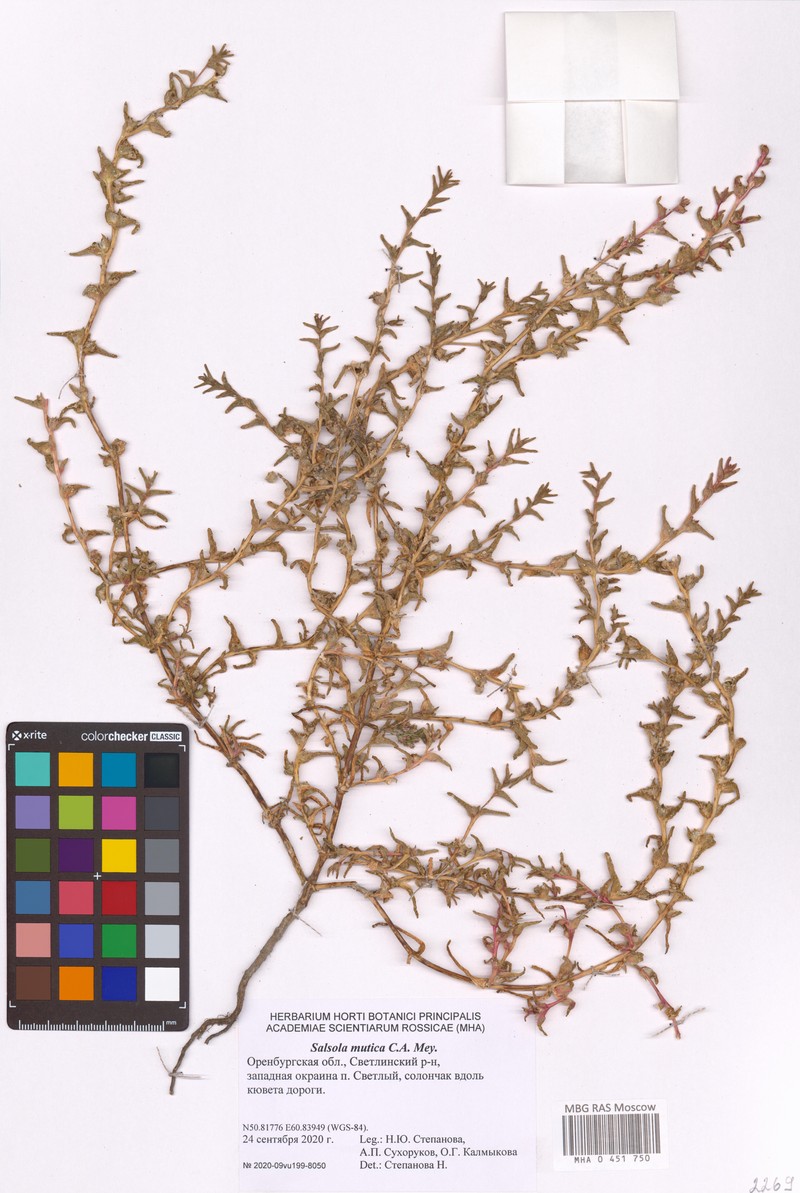 Soda acutifolia photo 6