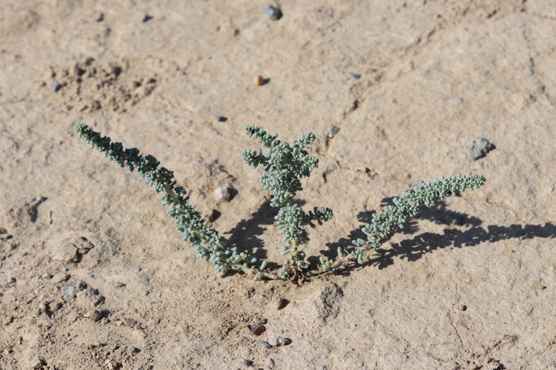 Soda foliosa photo 2