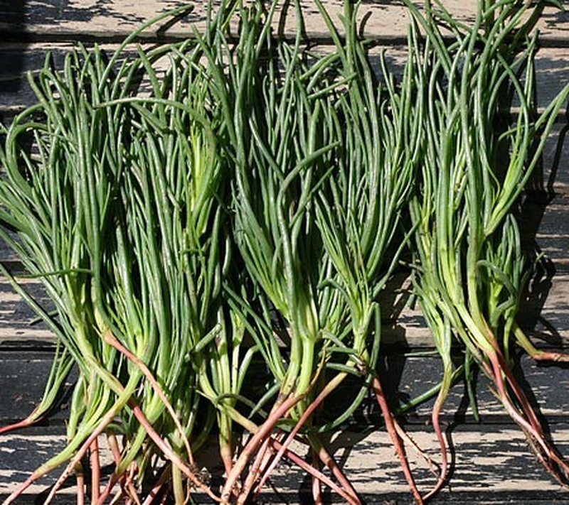 Oppositeleaf Russian Thistle photo 3