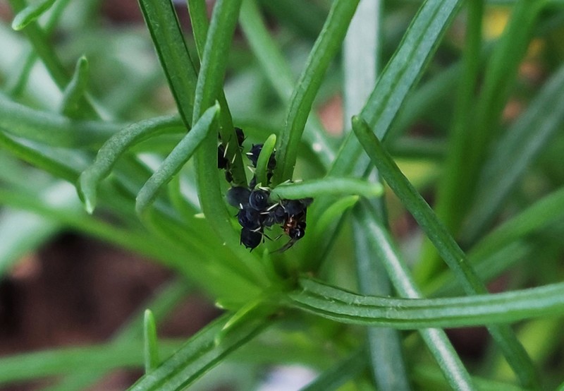 Oppositeleaf Russian Thistle photo 4