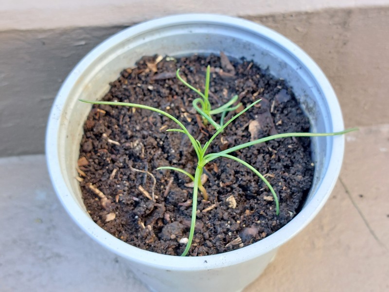 Oppositeleaf Russian Thistle photo 5