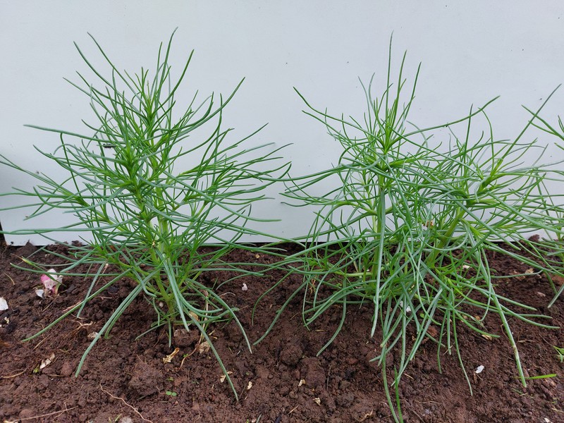 Oppositeleaf Russian Thistle photo 6