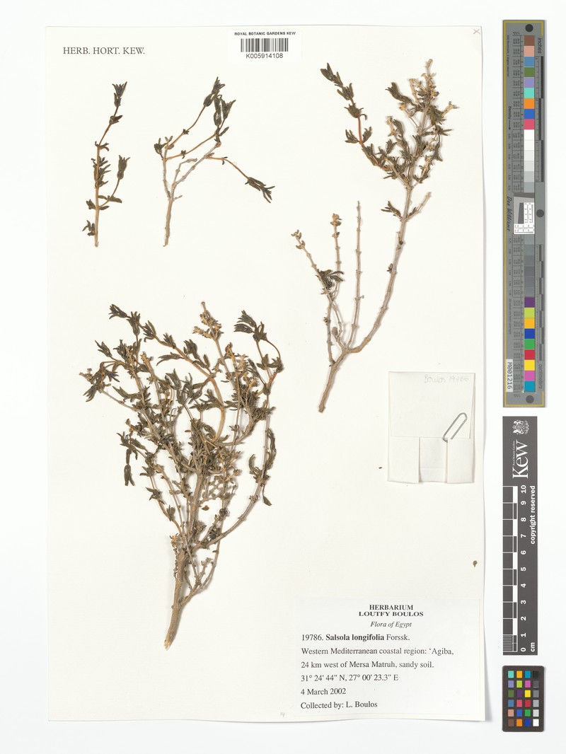 Soda longifolia