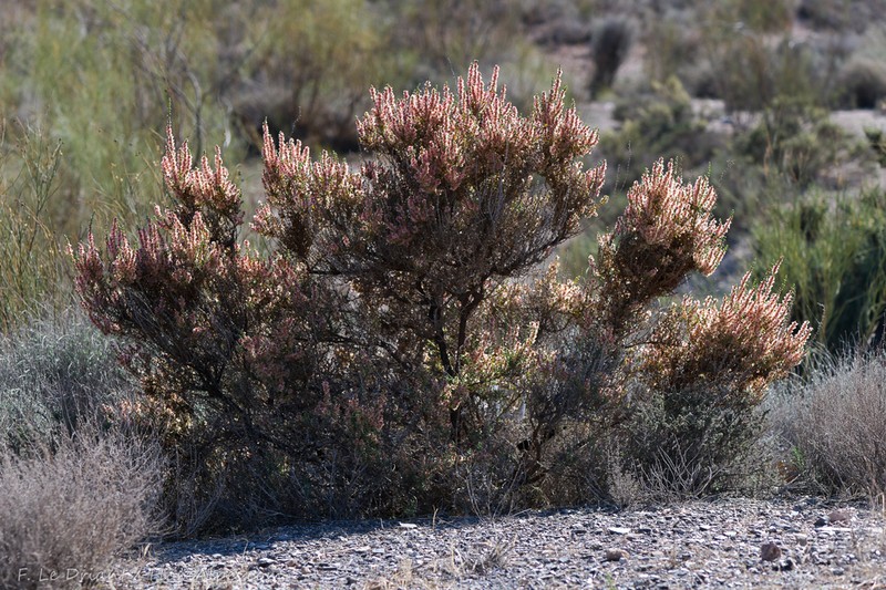 Soda oppositifolia