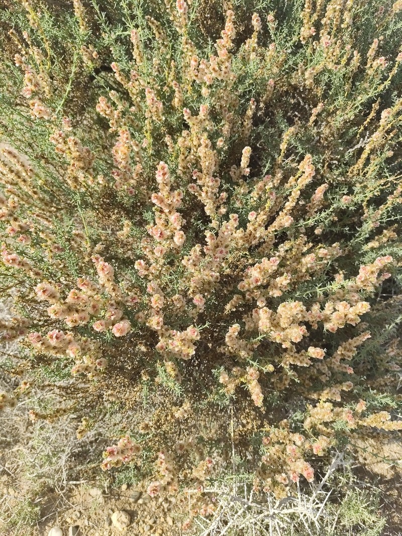 Soda oppositifolia photo 2