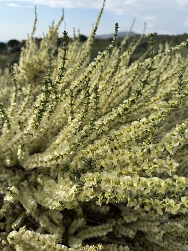 Soda oppositifolia photo 3