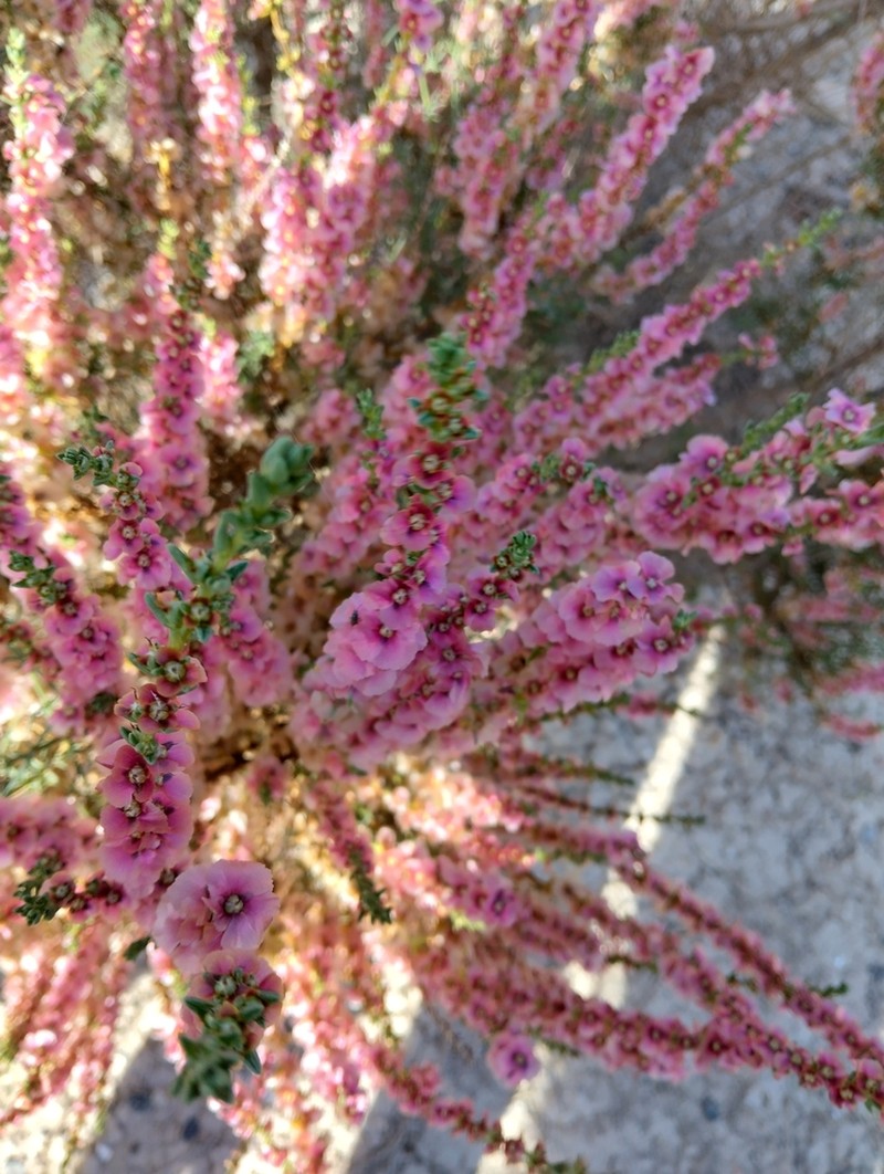 Soda oppositifolia photo 4