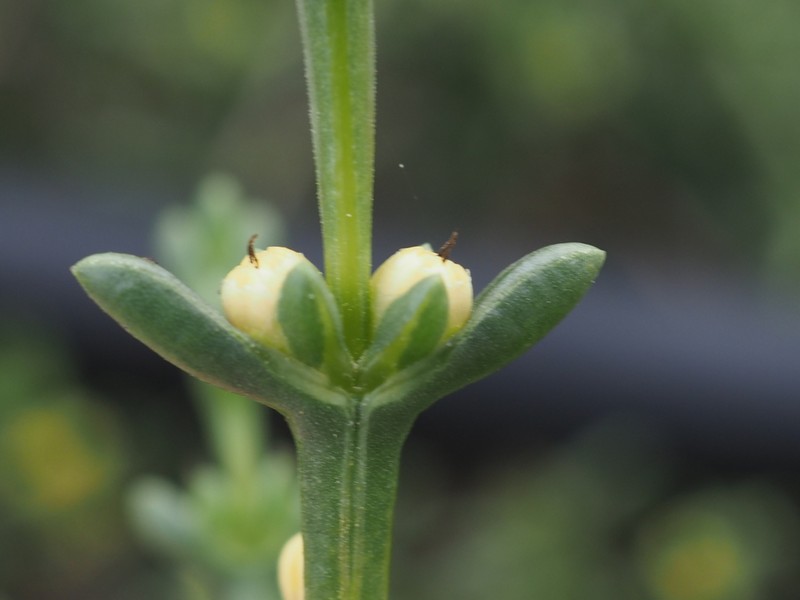 Soda oppositifolia photo 5