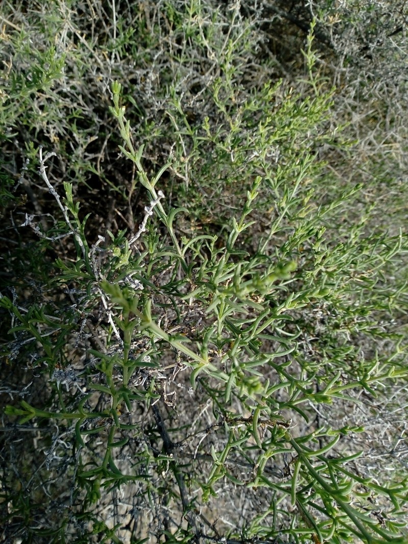 Soda oppositifolia photo 6
