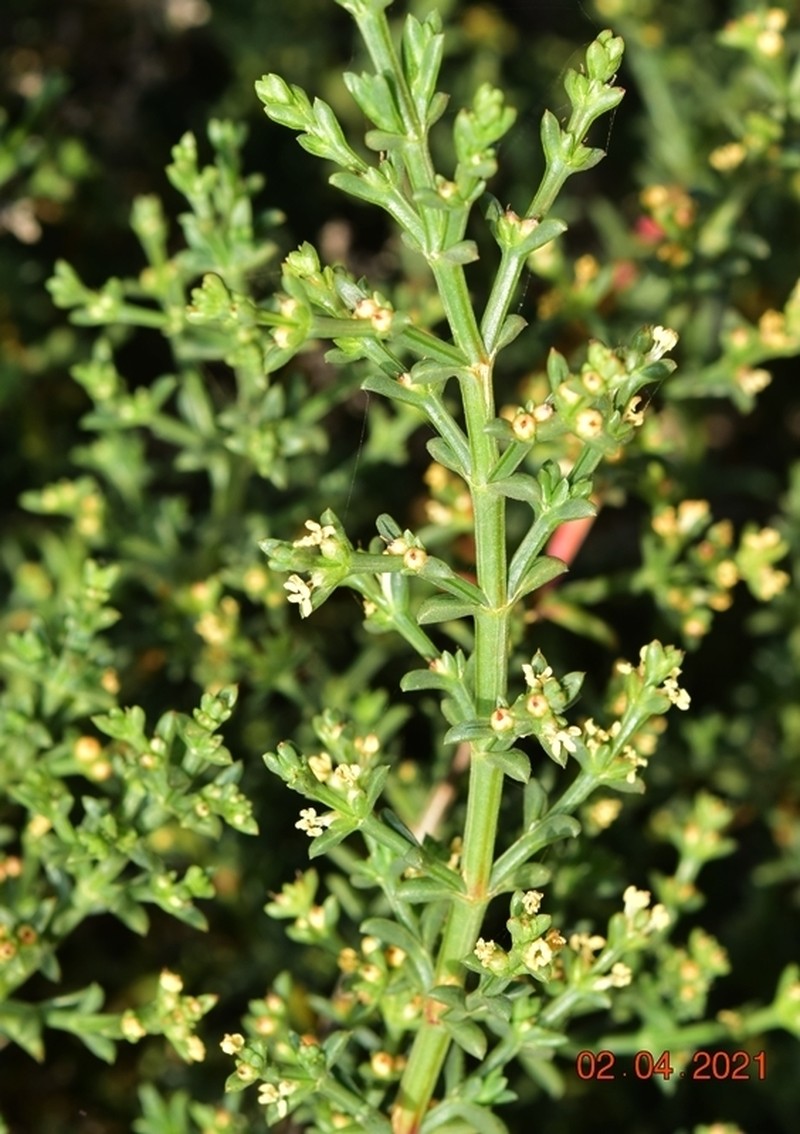 Soda oppositifolia photo 7