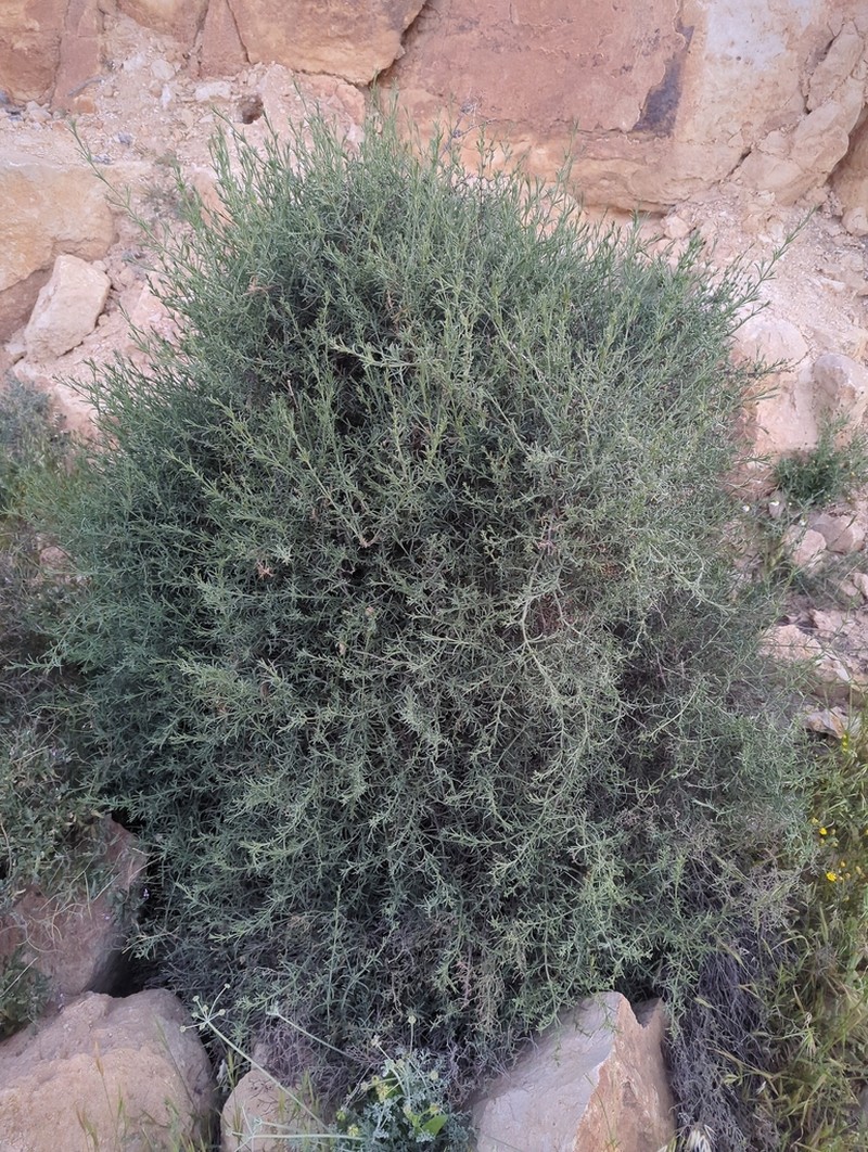 Soda oppositifolia photo 8