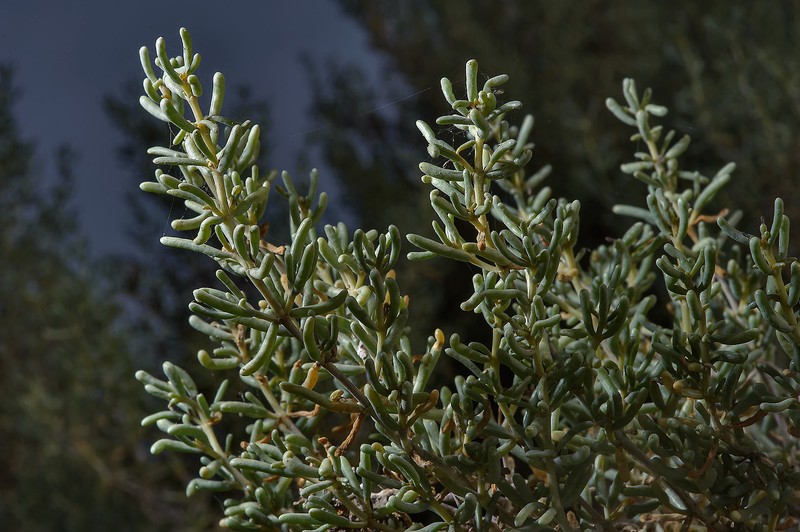 Soda rosmarinus