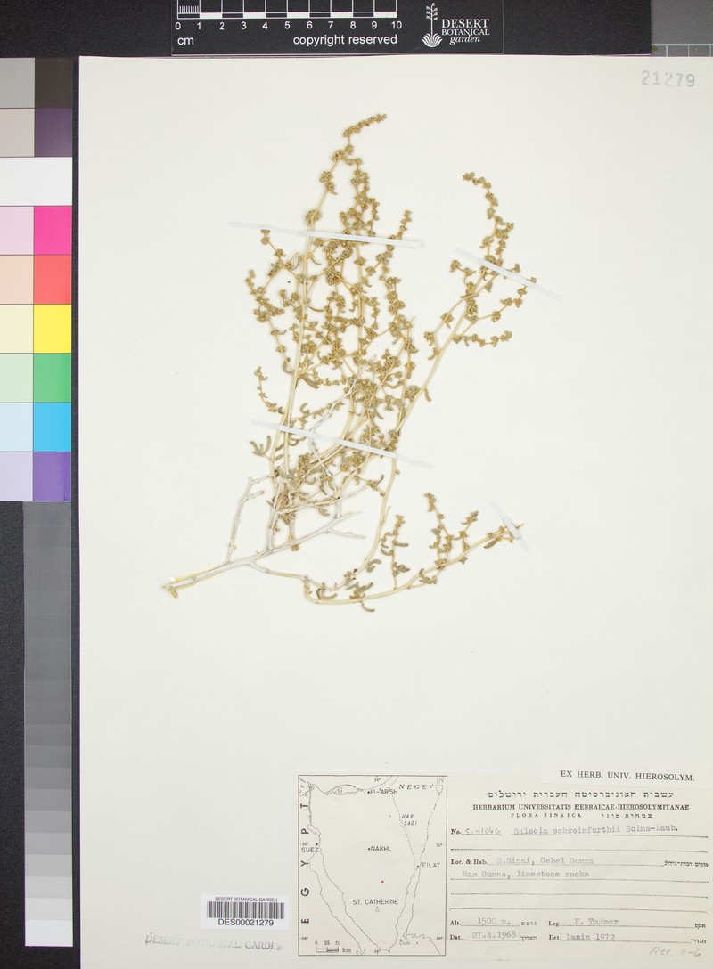 Soda schweinfurthii photo 3