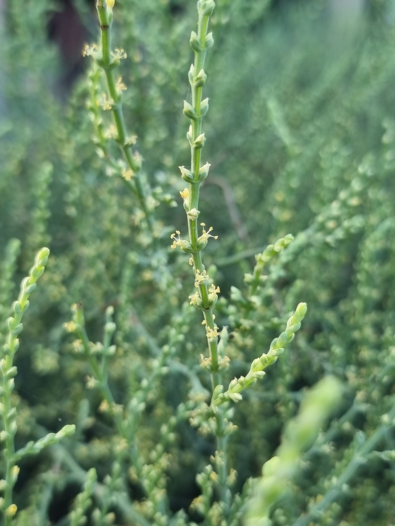 Soda stocksii photo 3