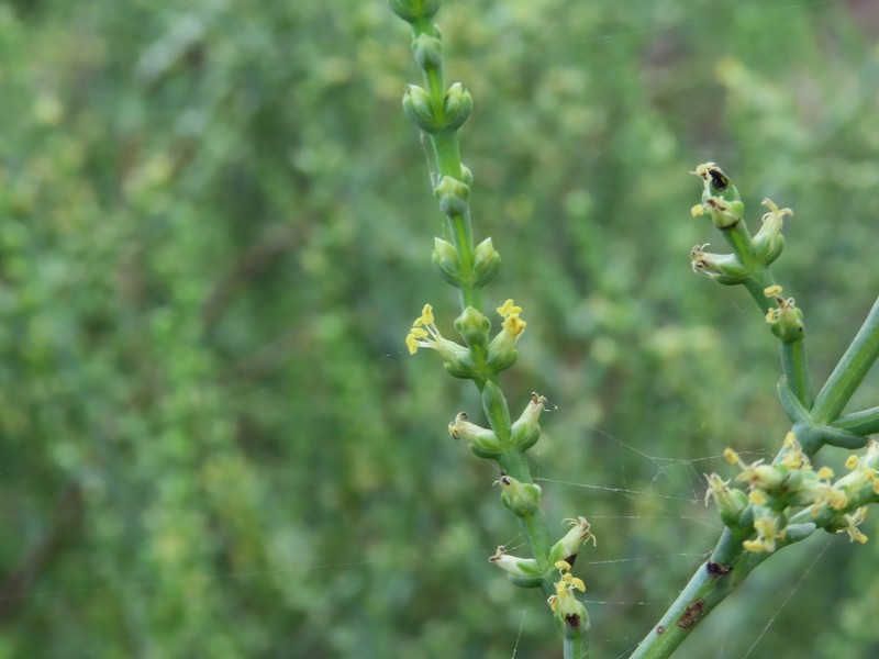 Soda stocksii photo 5