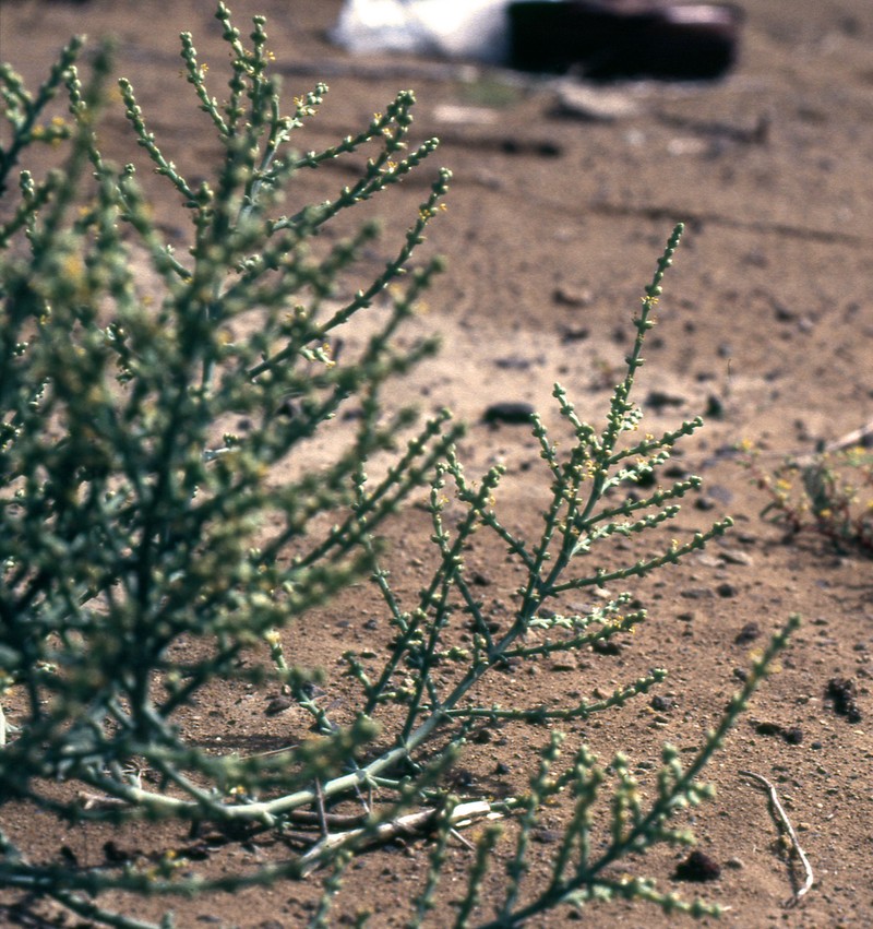 Soda stocksii