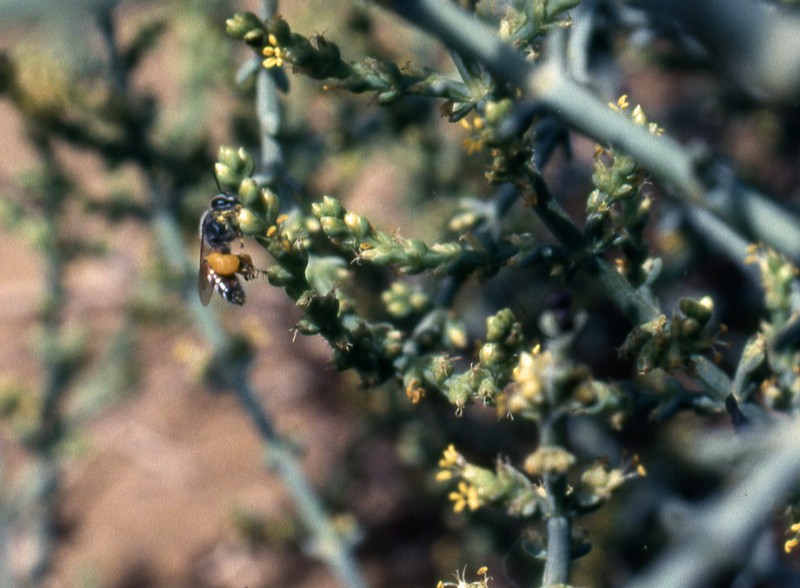 Soda stocksii photo 6