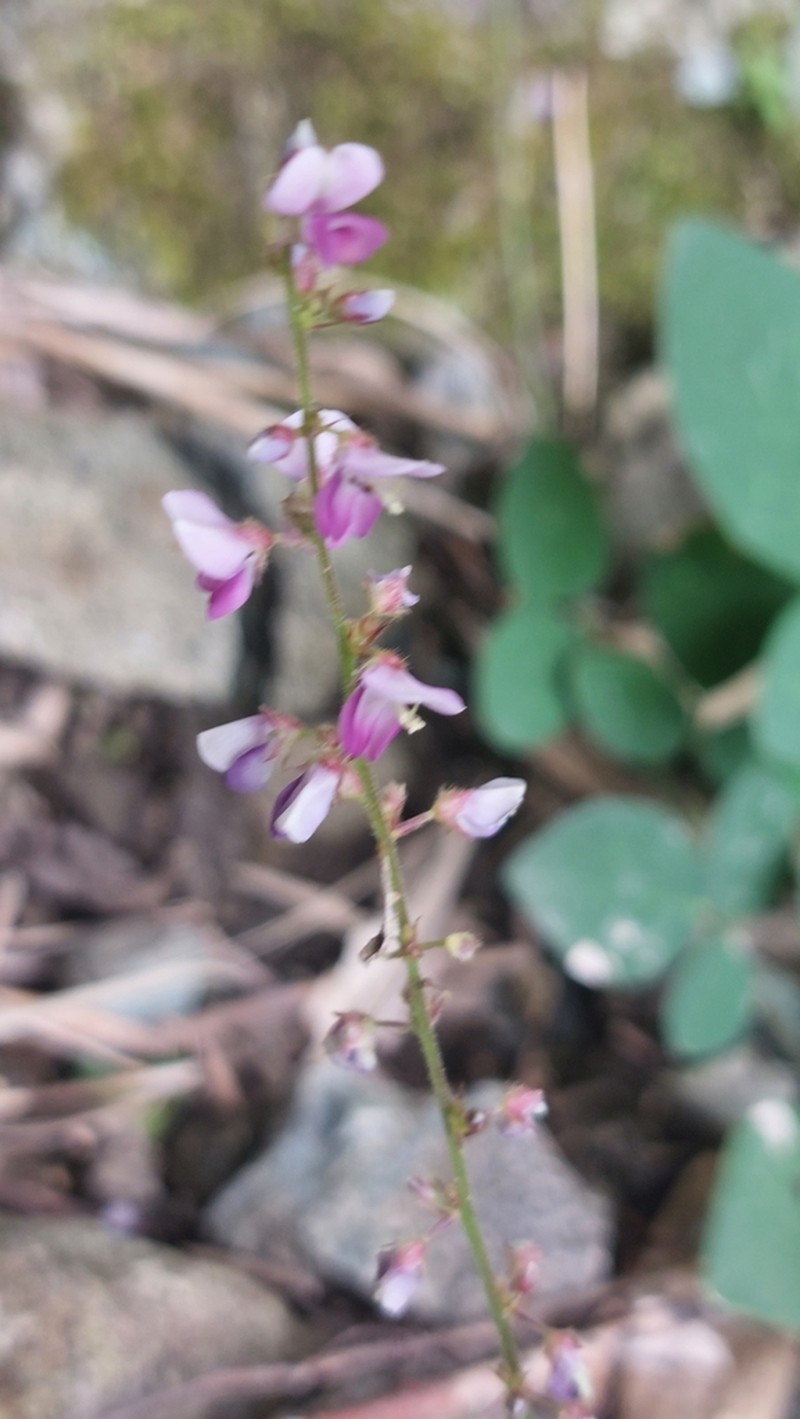 Sohmaea diffusa