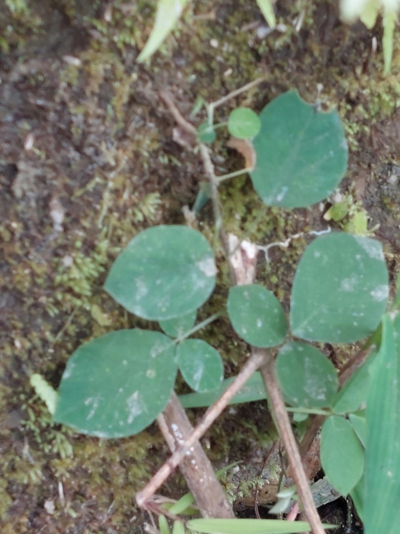 Sohmaea diffusa photo 2