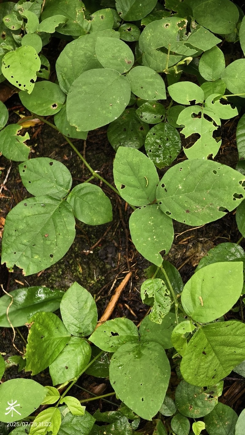 Sohmaea diffusa photo 3
