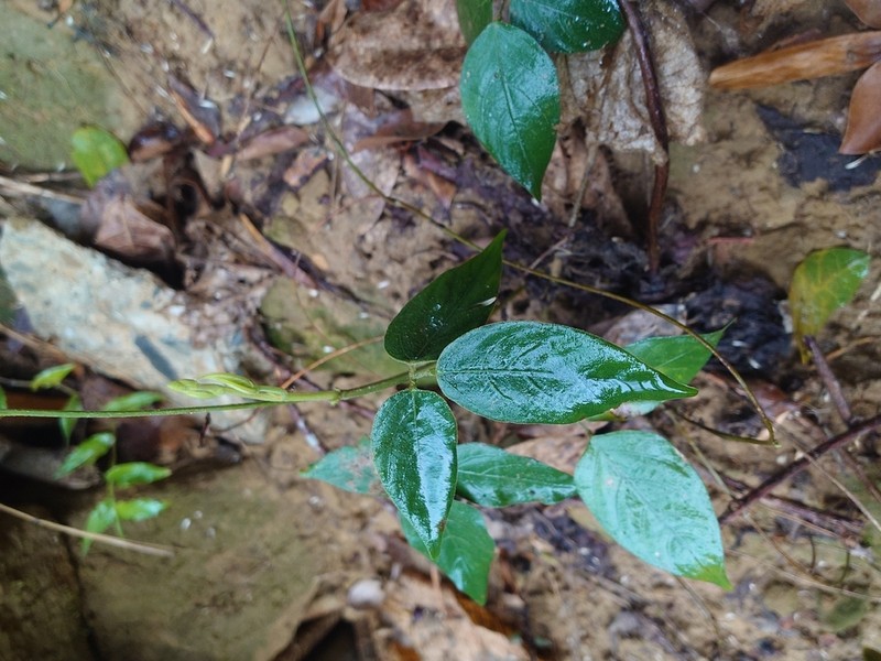 Sohmaea diffusa photo 5