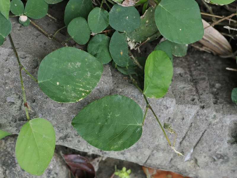 Sohmaea diffusa photo 6