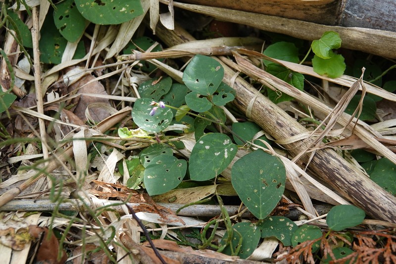 Sohmaea diffusa photo 8