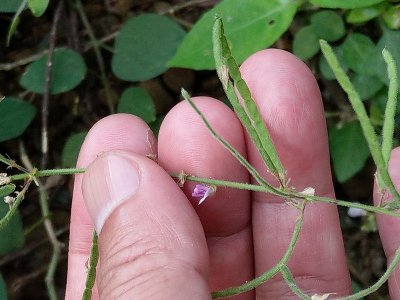 Sohmaea gracillima photo 2