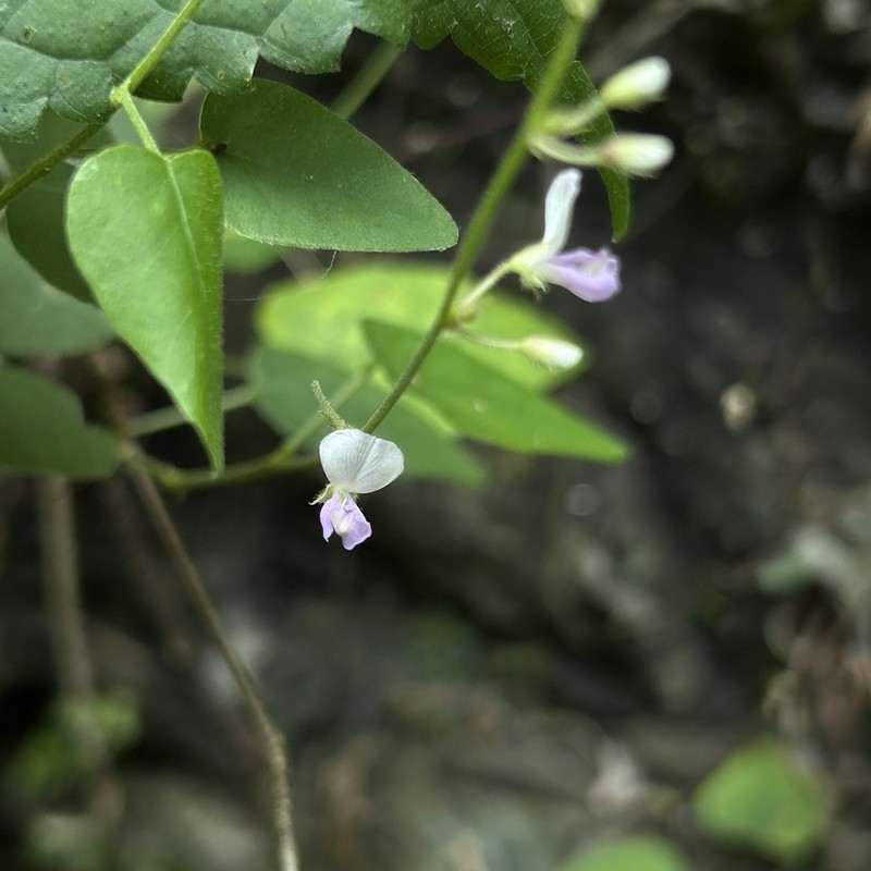 Sohmaea gracillima photo 3