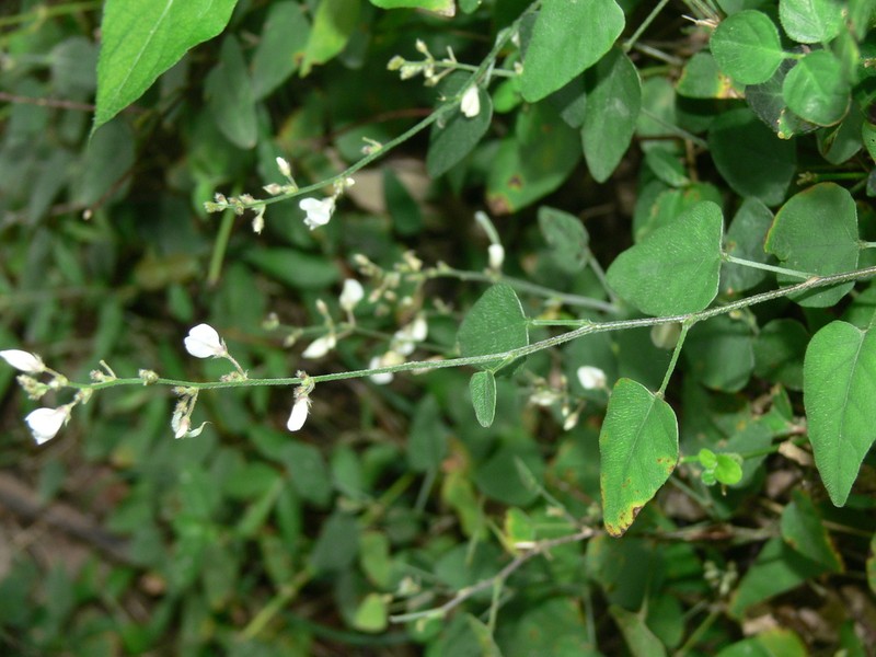 Sohmaea gracillima photo 4
