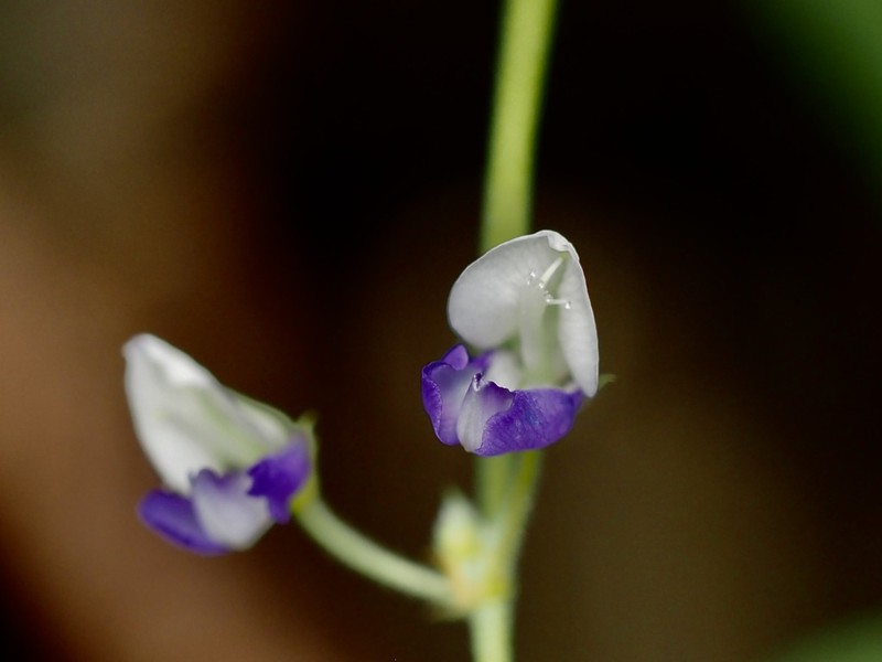 Sohmaea gracillima photo 5