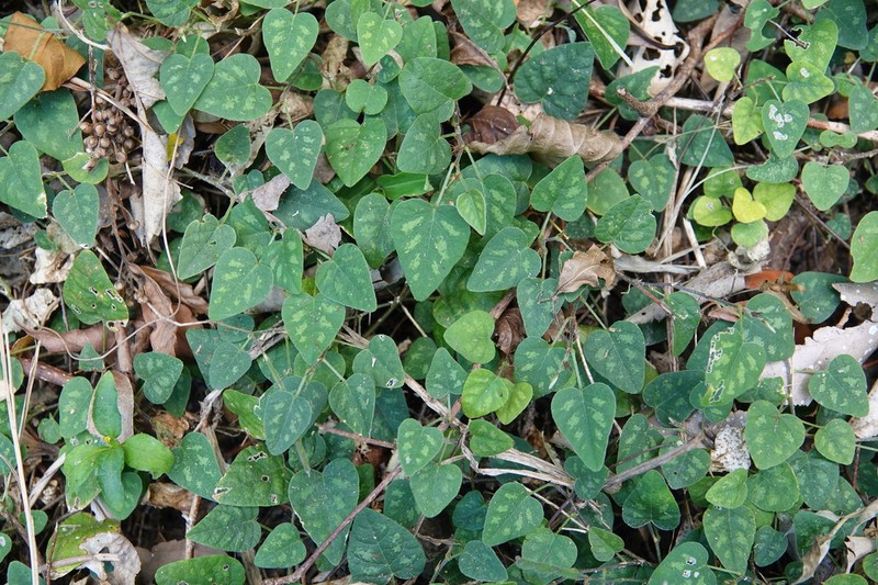 Sohmaea gracillima photo 6