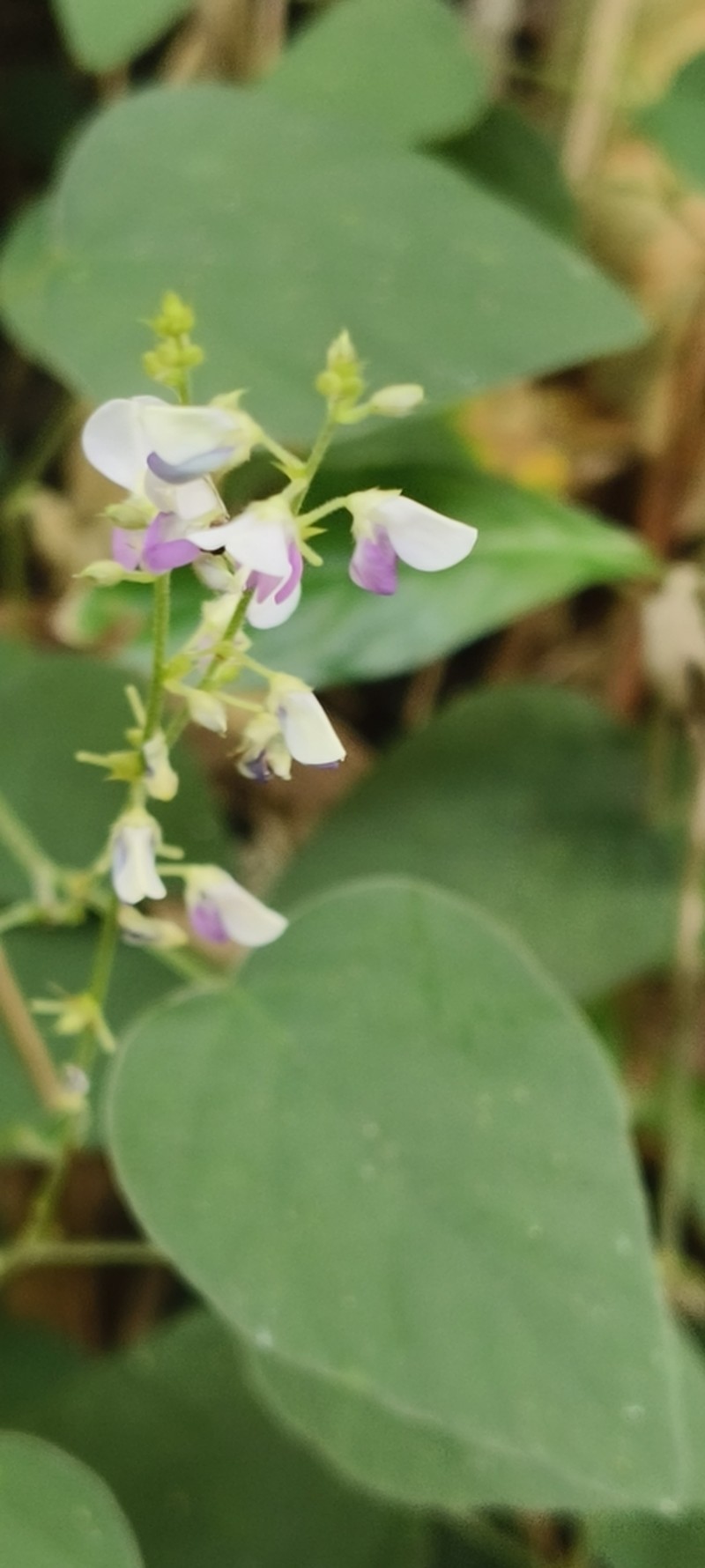Sohmaea gracillima photo 8
