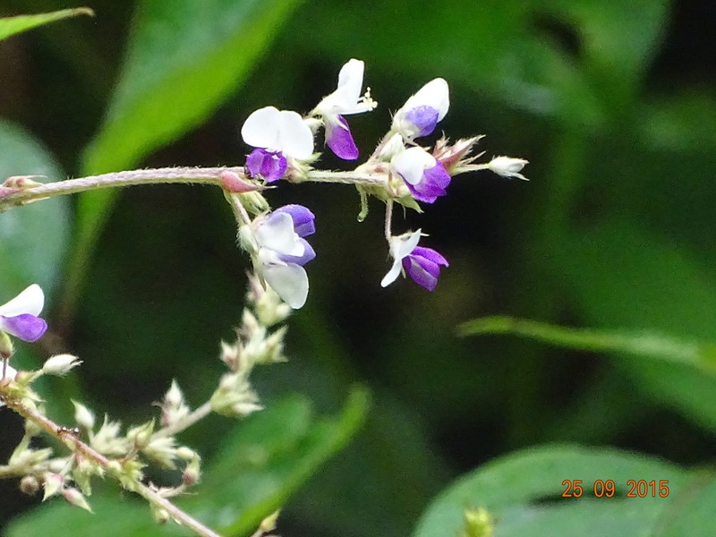 Sohmaea laxiflora