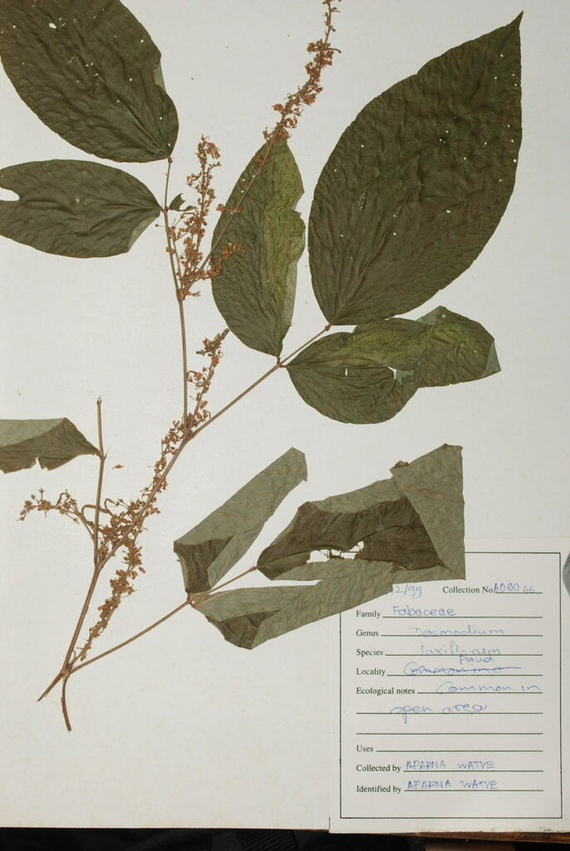 Sohmaea laxiflora photo 2