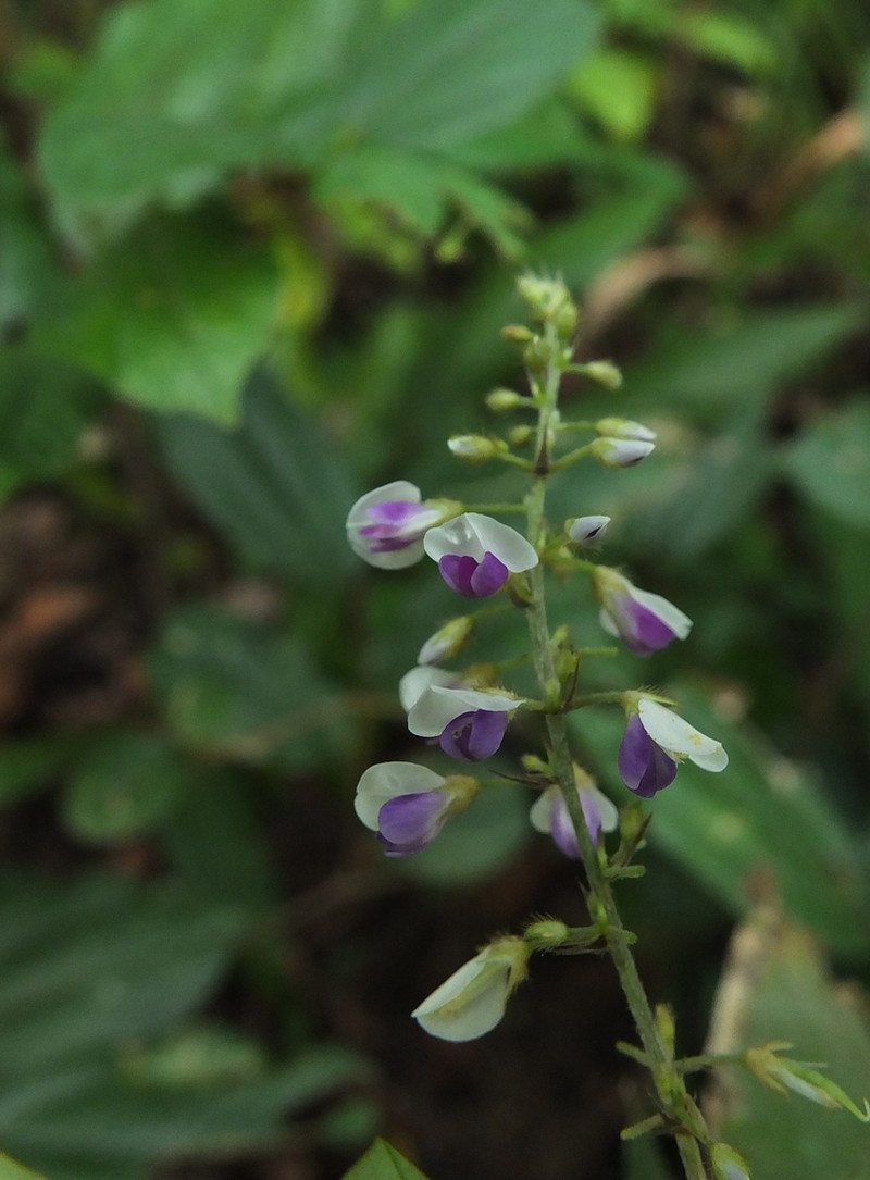 Sohmaea laxiflora photo 3
