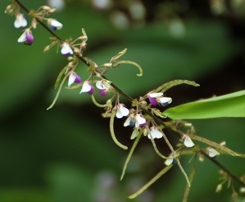 Sohmaea laxiflora photo 4