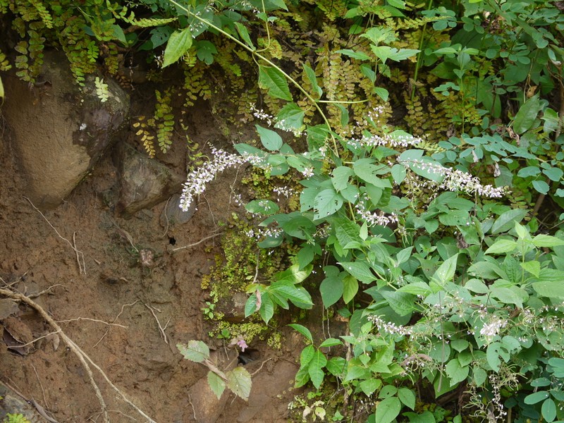 Sohmaea laxiflora photo 5