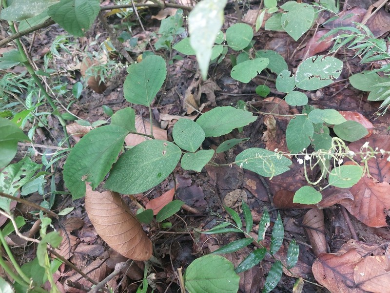 Sohmaea laxiflora photo 6