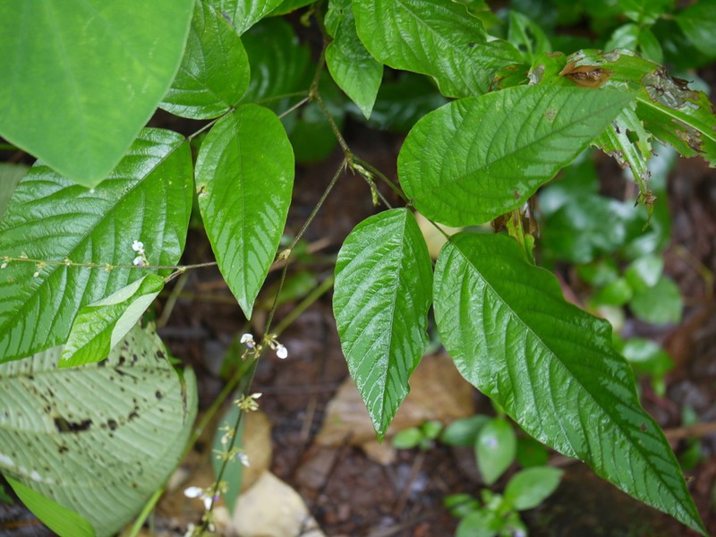 Sohmaea laxiflora photo 7