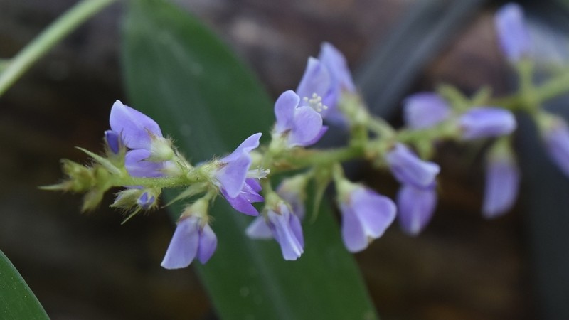 Sohmaea laxiflora photo 8