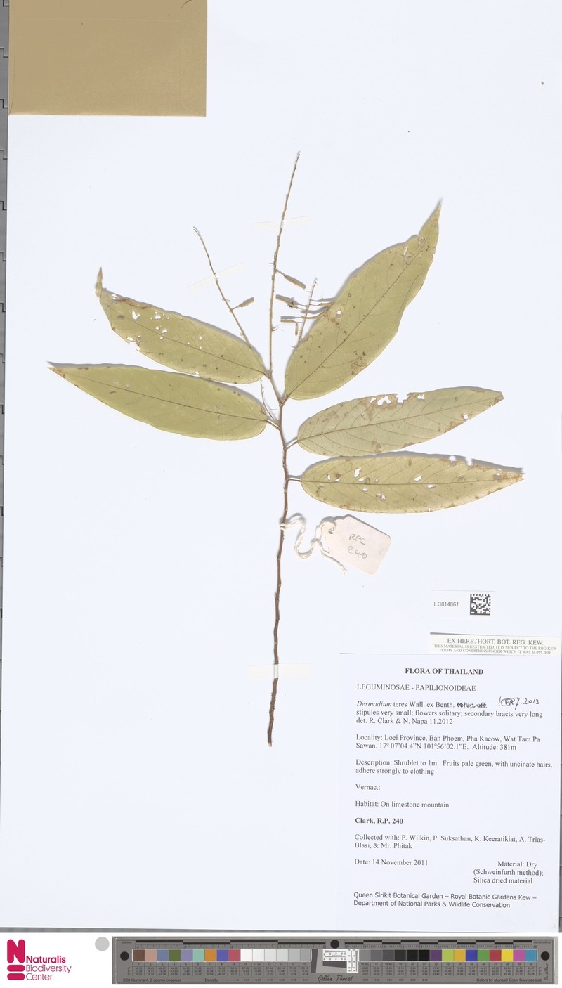Sohmaea teres