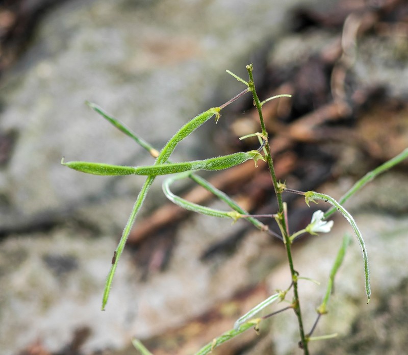 Sohmaea zonata