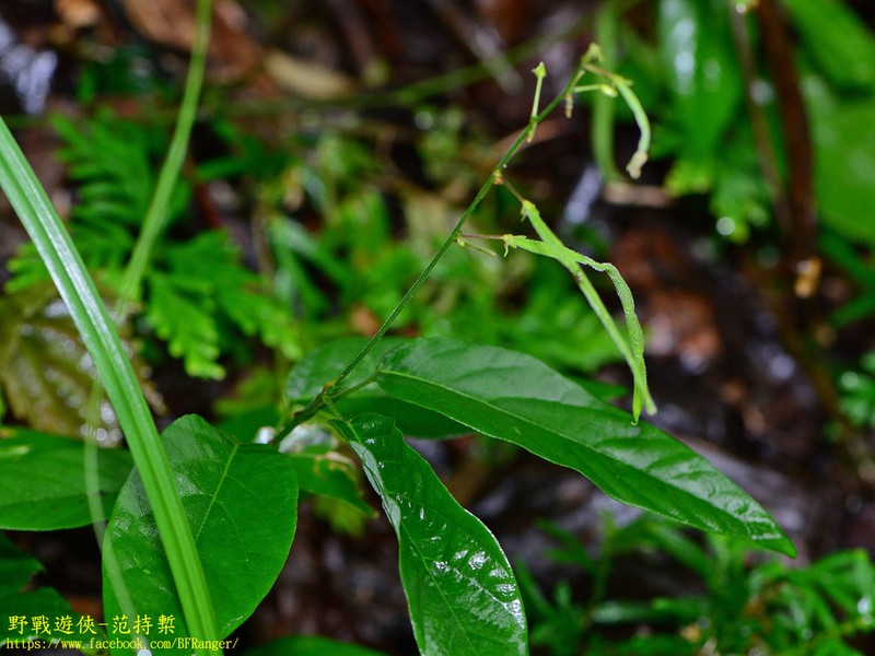 Sohmaea zonata photo 2