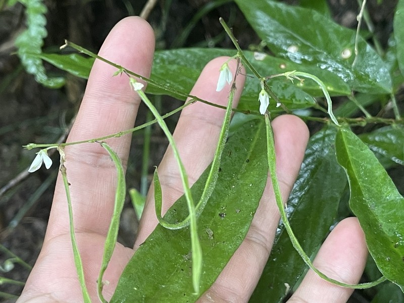 Sohmaea zonata photo 3