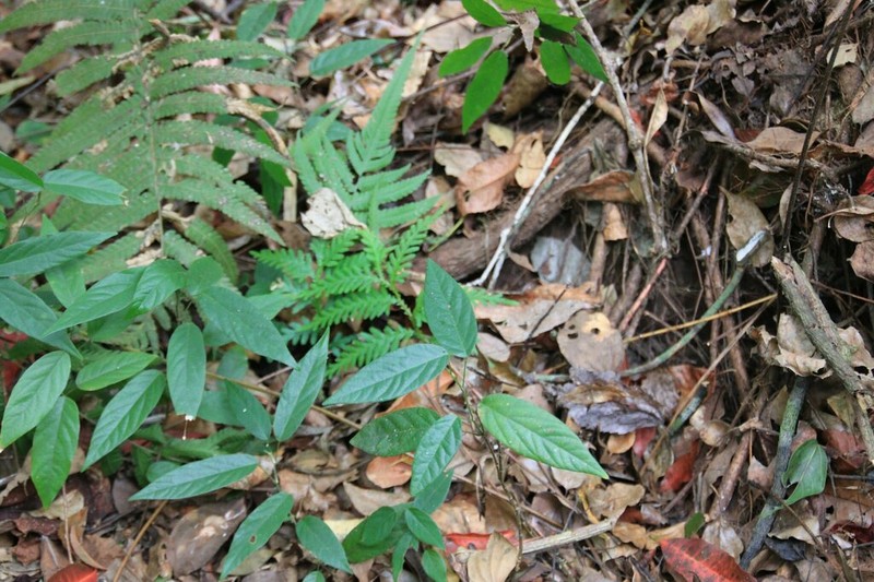Sohmaea zonata photo 4